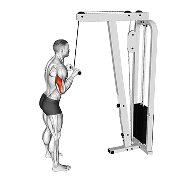 Best Bro Split Workout Cable Pushdown