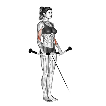Best Cable Forearm Workouts Cable Reverse Curl