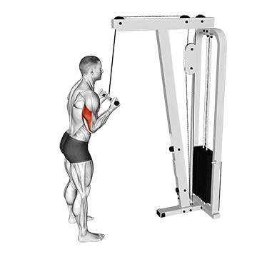 Best Cable Tricep Workouts Cable Reverse Grip Pushdown