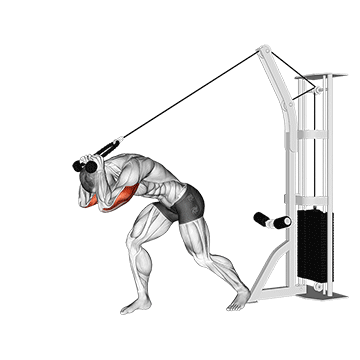 Best Triceps Brachii Exercises Cable Rope High Pulley Overhead Tricep Extension