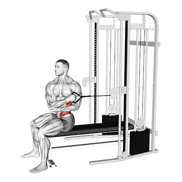 Cable Seated Cross Arm Twist