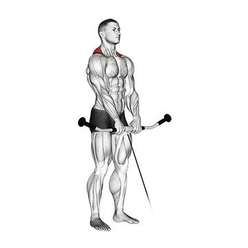 Best Cable Trap Workouts Cable Shrug