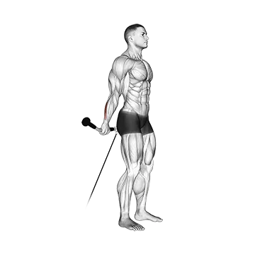 Best Cable Forearm Workouts Cable Standing Back Wrist Curl