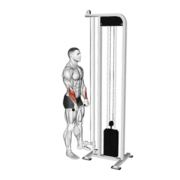 Best Cable Forearm Workouts Cable Standing Wrist Reverse Curl