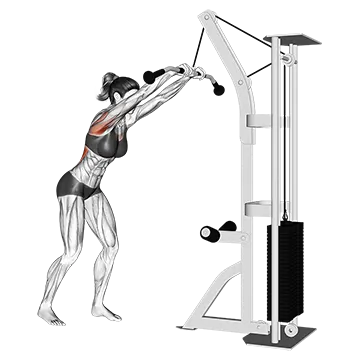 Cable Straight Arm Pulldown Ii