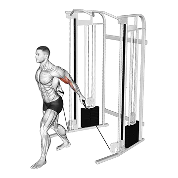 Cable Unilateral Bicep Curl