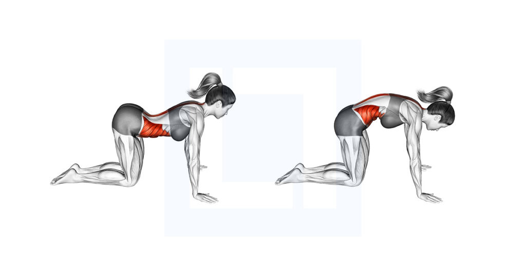 Cat Pose - Guide, Benefits, and Form