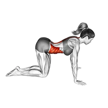 How To Improve Thoracic Mobility Cat Pose