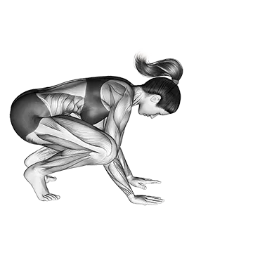 Best Bodyweight Forearm Workouts Crane Pose Bakasana