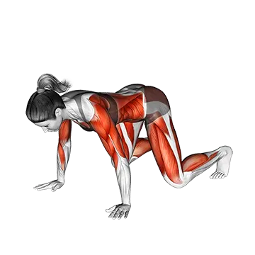 Best Bodyweight Cardio Workouts Crawl To Crab