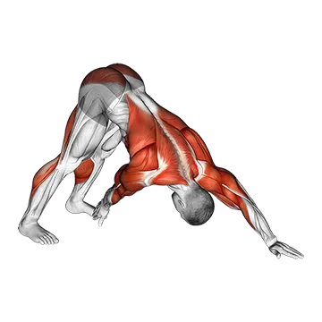 Downward Facing Dog Toe Touch