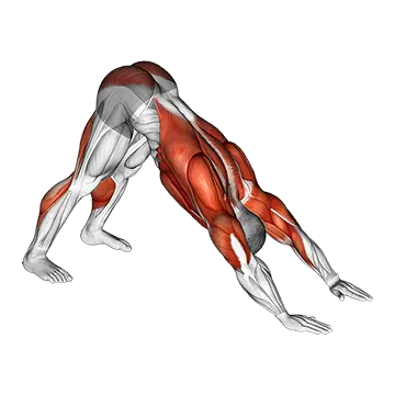 Best Yoga Poses For Beginners Downward Facing Dog