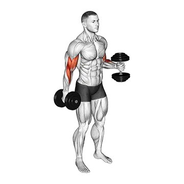 Dumbbell Bent Arm Iso Hold