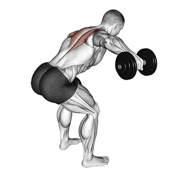 Dumbbell Bent Over Alternate Rear Delt Fly
