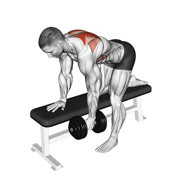 Dumbbell Bent Over Scapula Row