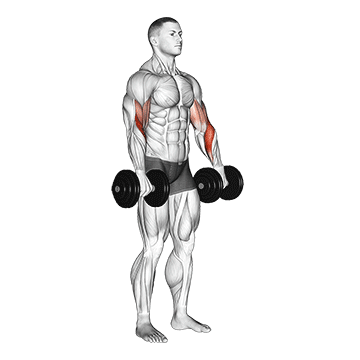 Best Dumbbell Bicep Workouts Dumbbell Biceps Curl Reverse