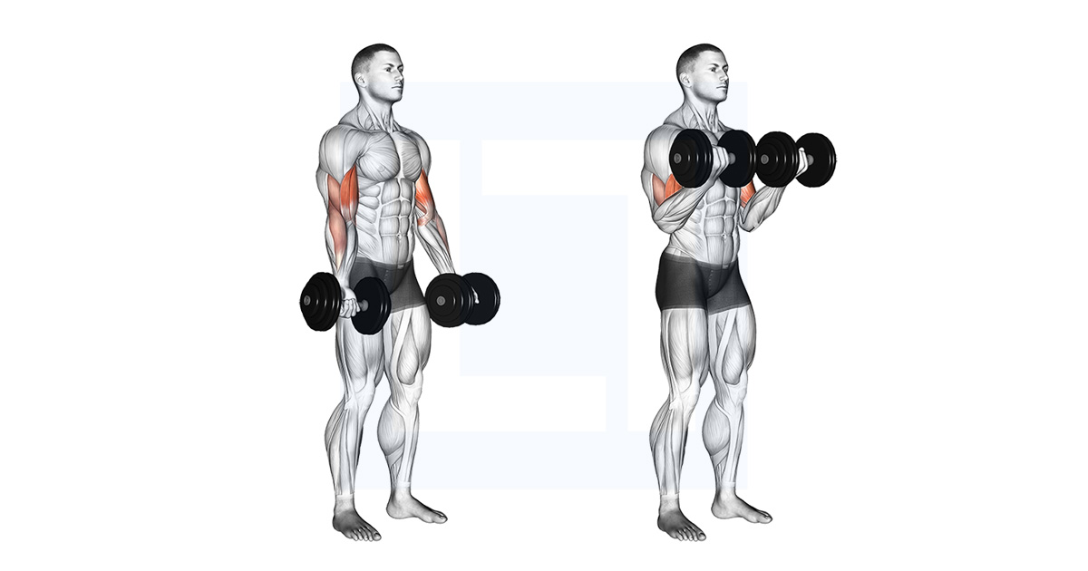 Dumbbell Seated Bicep Curl Guide Benefits And Form Dumbbell Seated Bicep Curl Guide Benefits And Form