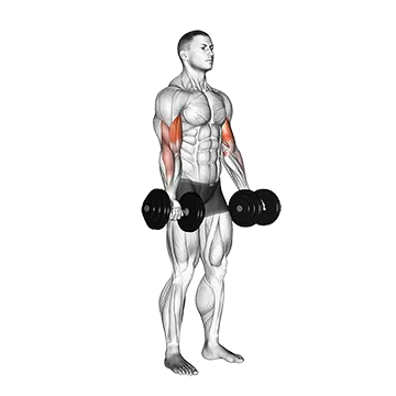 How To Build Bigger Biceps Dumbbell Biceps Curl