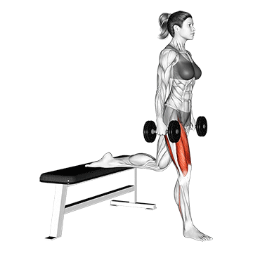 How To Do A Bulgarian Split Squat Dumbbell Bulgarian Split Squat