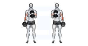Dumbbell Cross Body Hammer Curl - Guide, Benefits, and Form