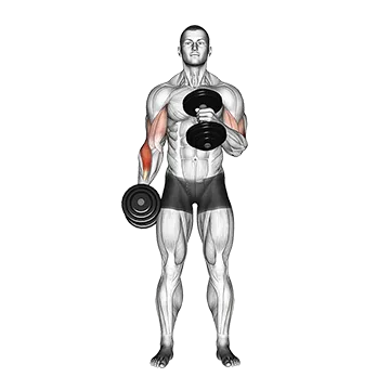 Best Upper Body Dumbbell Workouts Dumbbell Cross Body Hammer Curl