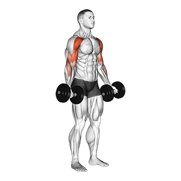 Dumbbell Drag Bicep Curl