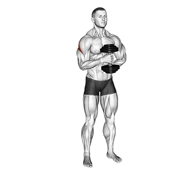 Best Upper Body Dumbbell Workouts Dumbbell External Rotation