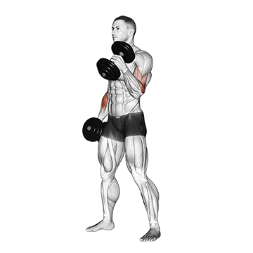 Best Bro Split Workout Dumbbell Hammer Curl