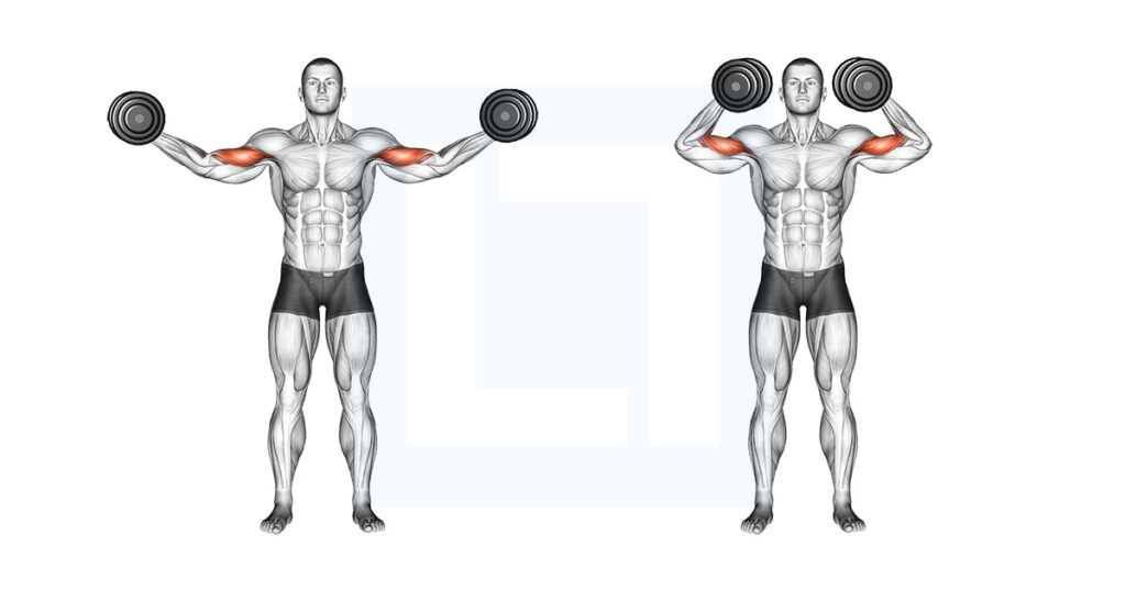 Dumbbell Standing Bicep Curl Form And Cues