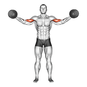 Best Dumbbell Bicep Workouts Dumbbell High Curl