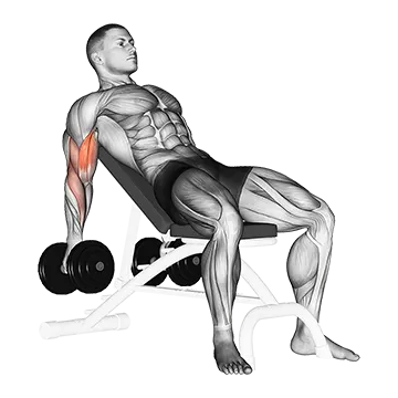 Best Biceps Brachii Exercises Dumbbell Incline Biceps Curl