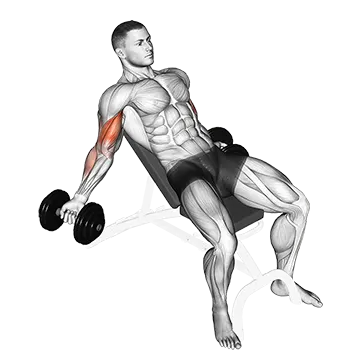 Dumbbell Incline Inner Biceps Curl