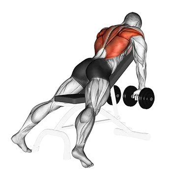 Best Dumbbell Lat Workouts Dumbbell Incline Row