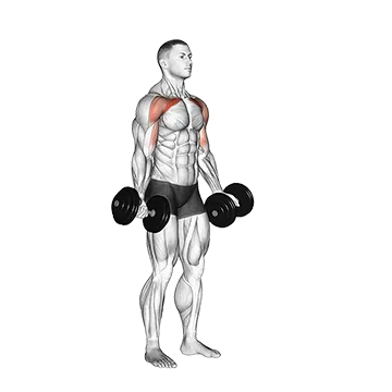 Best Dumbbell Chest Workouts Dumbbell Low Fly