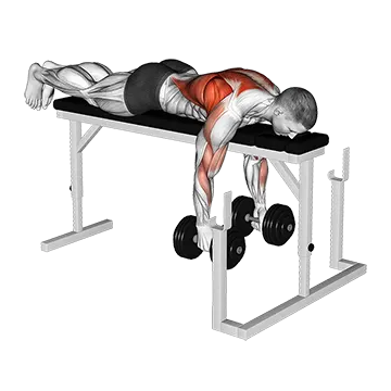 Dumbbell Lying Close Grip Parallel Row on Rack