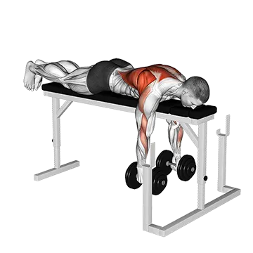 Dumbbell Lying Row on Rack