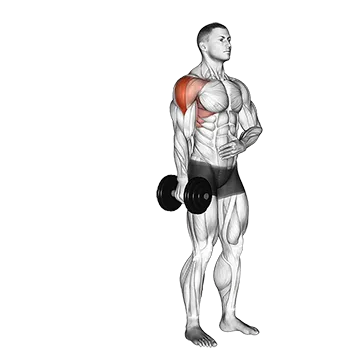 Best Medial Delt Exercises Dumbbell One Arm Lateral Raise