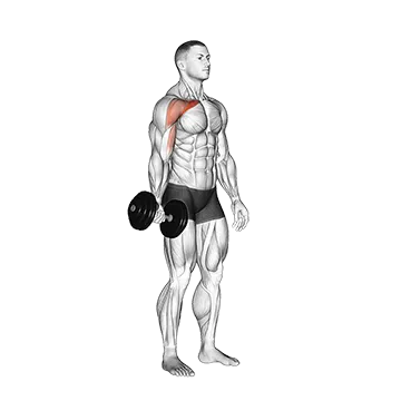 Dumbbell One Arm Low Fly