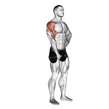Best Dumbbell Trap Workouts Dumbbell One Arm Upright Row