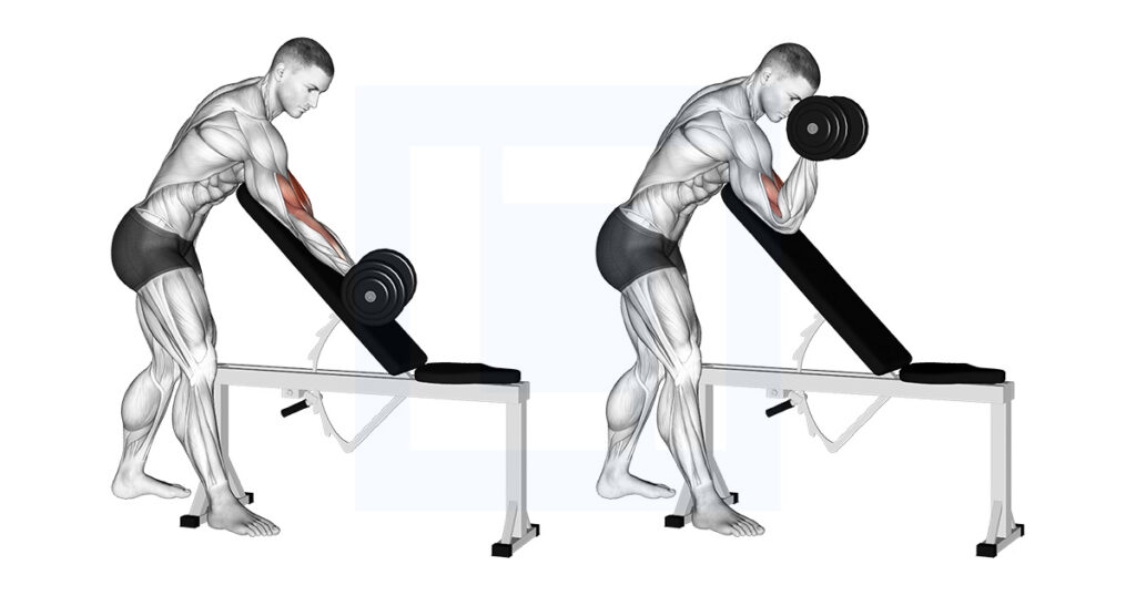 DB One Arm Zottman Preacher Curl Rotational Preacher DB One Arm Zottman Preacher Curl Rotational Preacher
