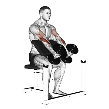 Dumbbell Peacher Hammer Curl