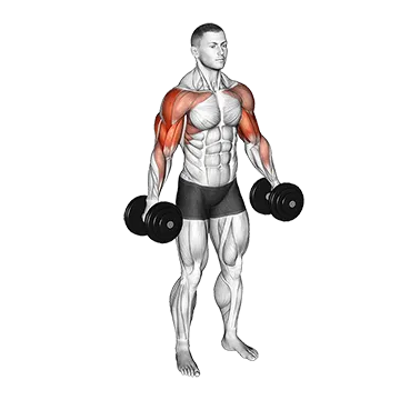 Best Side Delt Exercises Dumbbell Poliquin Lateral Raise