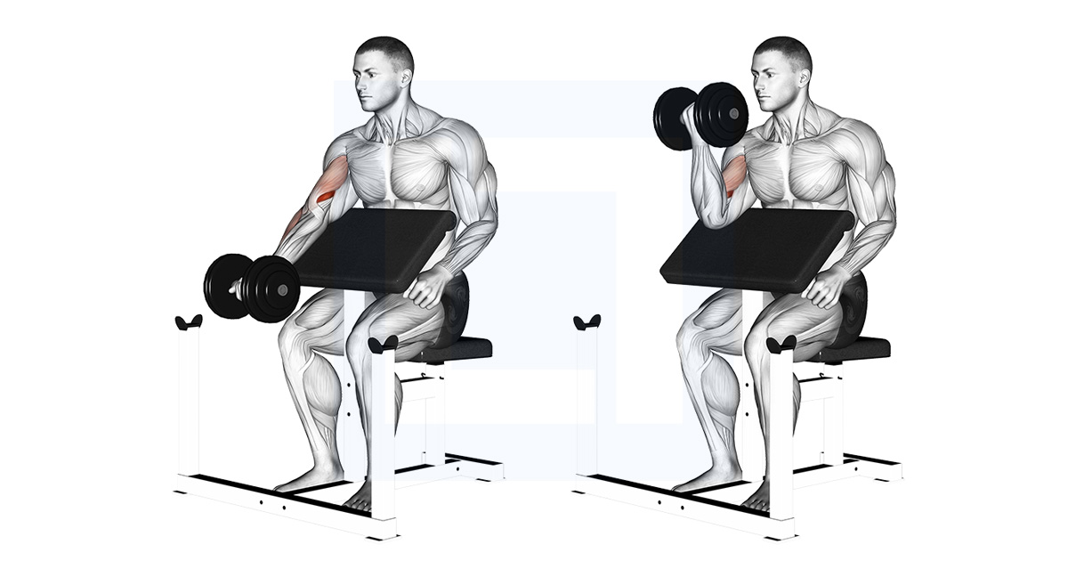 Dumbbell Preacher Curl Strict Bicep Isolation Dumbbell Preacher Curl Strict Bicep Isolation
