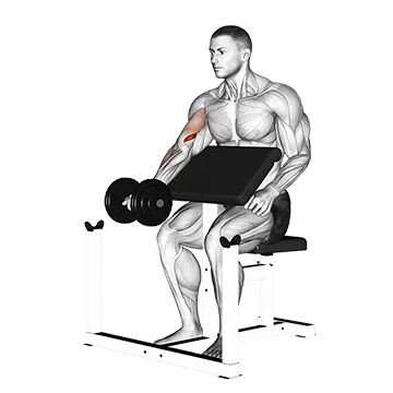 How To Build Bigger Arms Dumbbell Preacher Curl