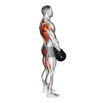 Dumbbell Rdl and Bent Over Row