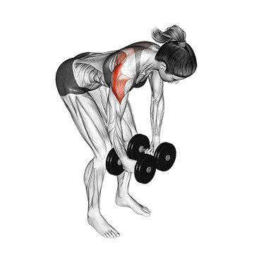 Best Dumbbell Shoulder Workouts Dumbbell Rear Delt Fly
