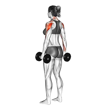 Best Dumbbell Shoulder Workouts Dumbbell Rear Delt Raise
