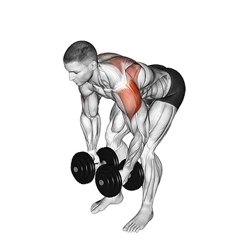 Best Lower Trapezius Exercises Dumbbell Rear Lateral Raise