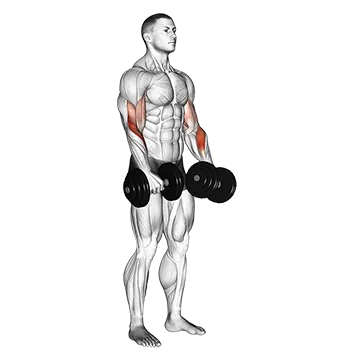 Dumbbell Revers Grip Biceps Curl