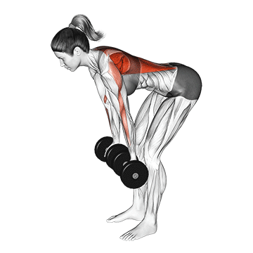 Best Dumbbell Lat Workouts Dumbbell Reverse Grip Row